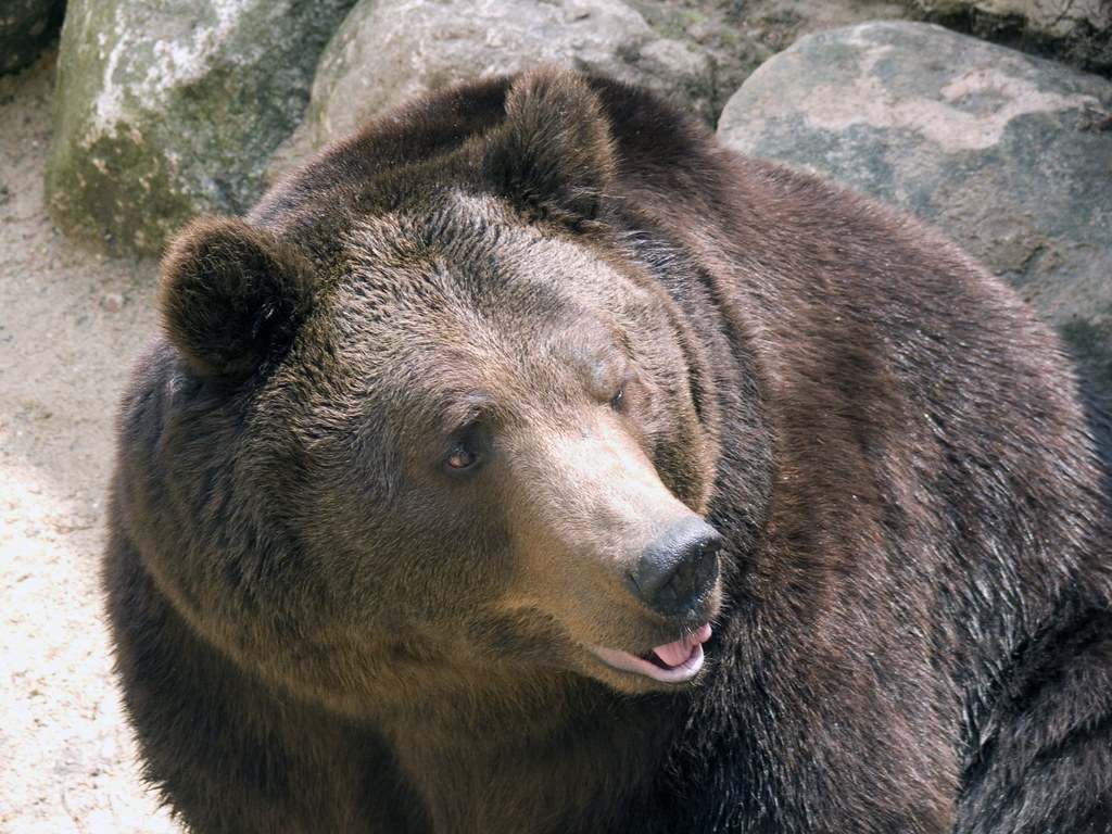 Kodiakbär Kodiakbär Kodiak bear (Ursus arctos middendorf… Flickr