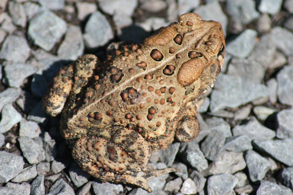 Warts on a toad Quinn Dombrowski Flickr