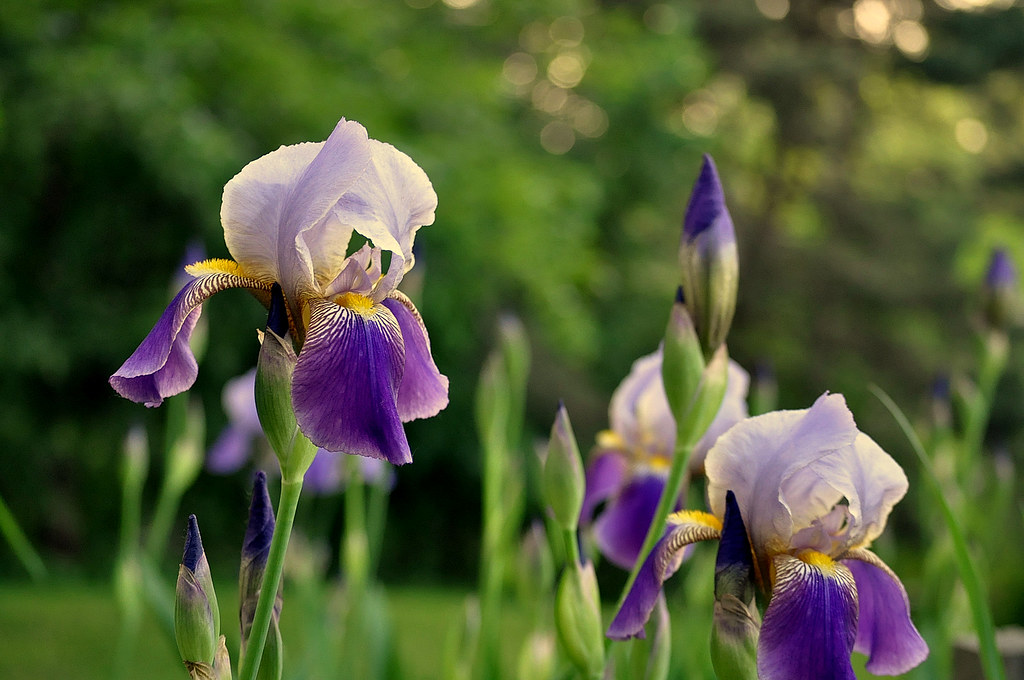 Bloomin' Irises Need any? I love em' but boy do they sprea… Flickr