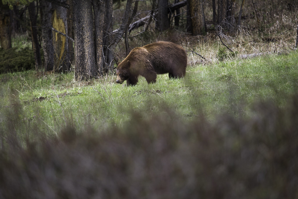 Cinnamon black bear, Soda Butte Creek Cinnamon colored bla… Flickr