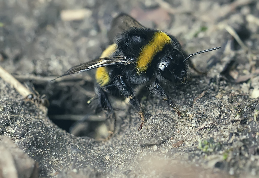 Ground Bee Emerges I found a nest of ground bees near my h… Flickr