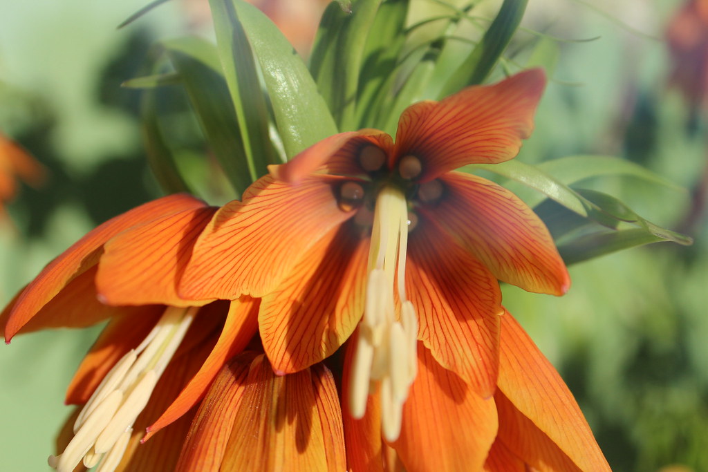 Flowers Hannah Mason Flickr