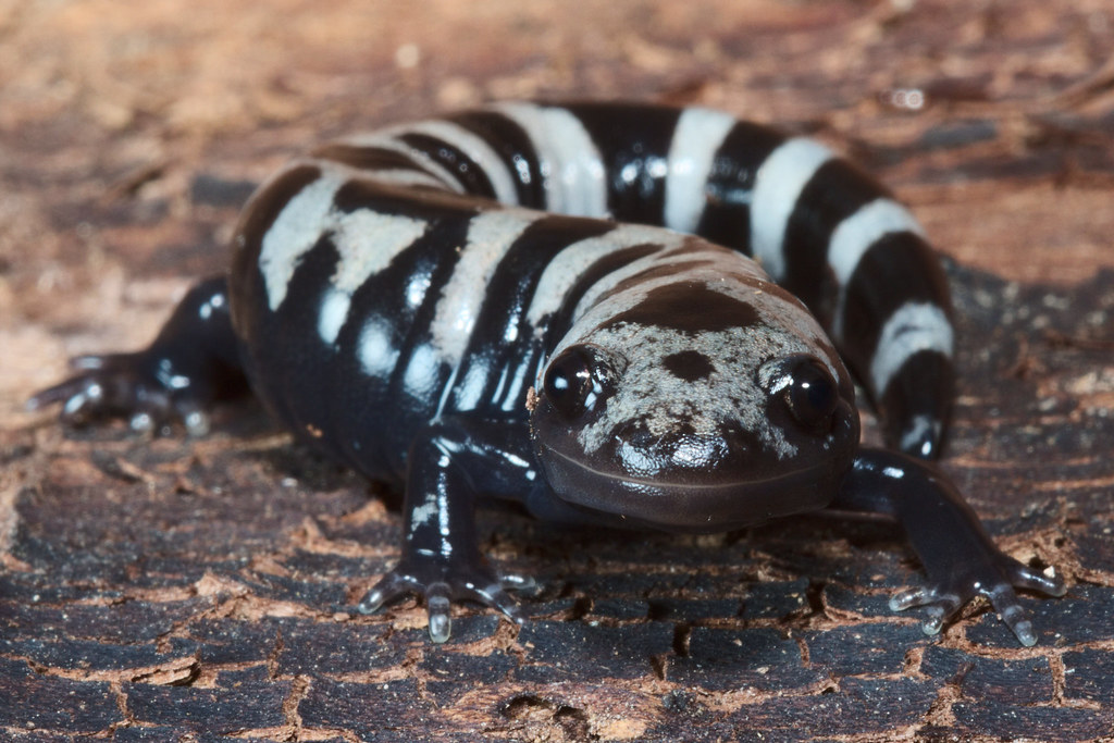 Marbled Salamander Near El Dorado, Union County, Arkansas,… Kory