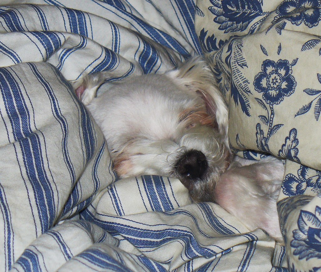 Baby snuggled up in a blanket My maltese dog all snuggled … Flickr