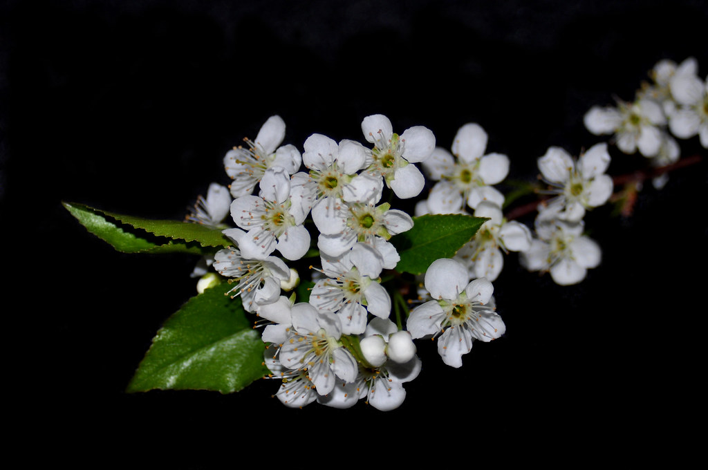 Choke Cherry Blossoms! June Gauthier Flickr