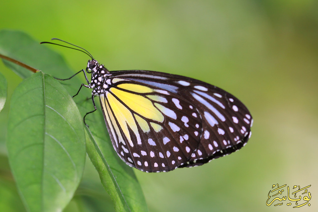 Stay Alone Butterfly feeling, in the butterflies park Kual… Flickr