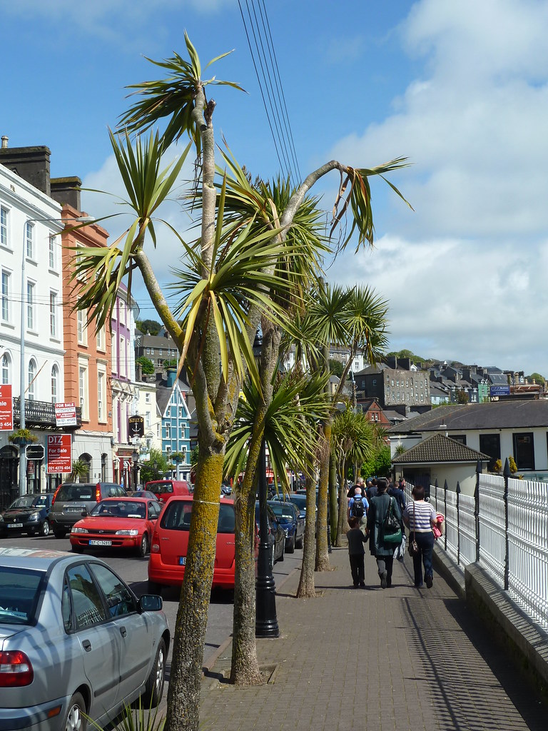 Palm trees in Cobh Ireland (2) Larry Flickr