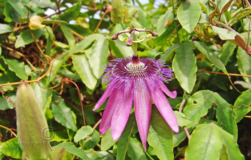 Drooping Passion Flower Another beautiful Passion Flower s… Flickr
