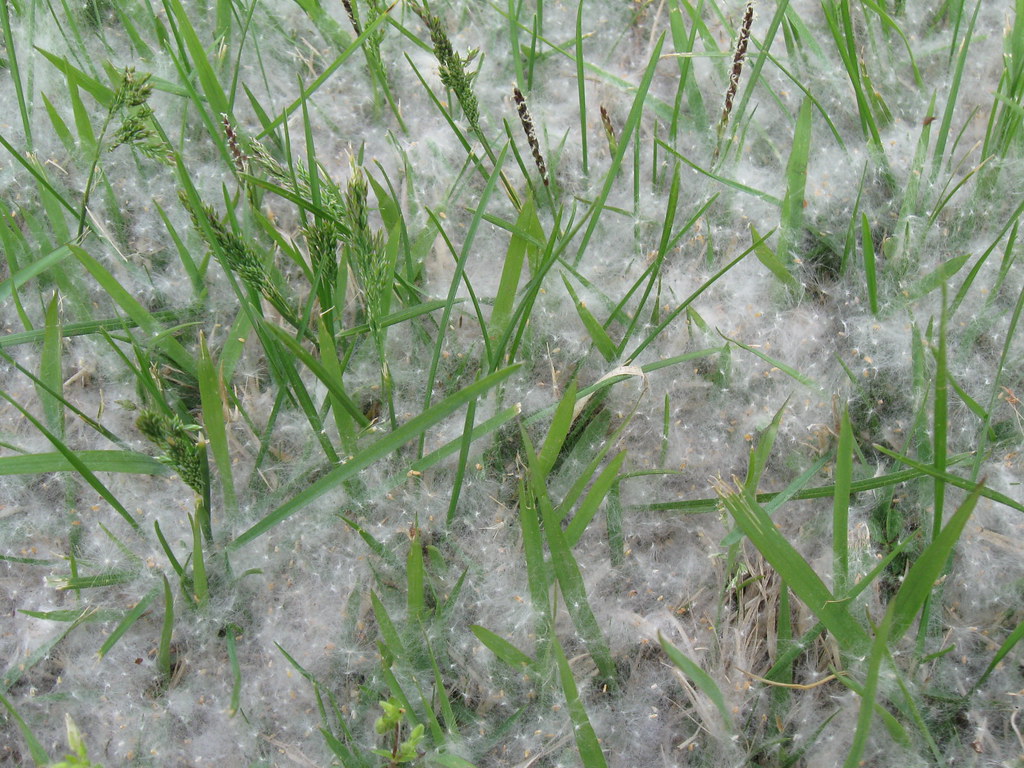 Tree Spores Some trees here spread their seeds by these li… Flickr