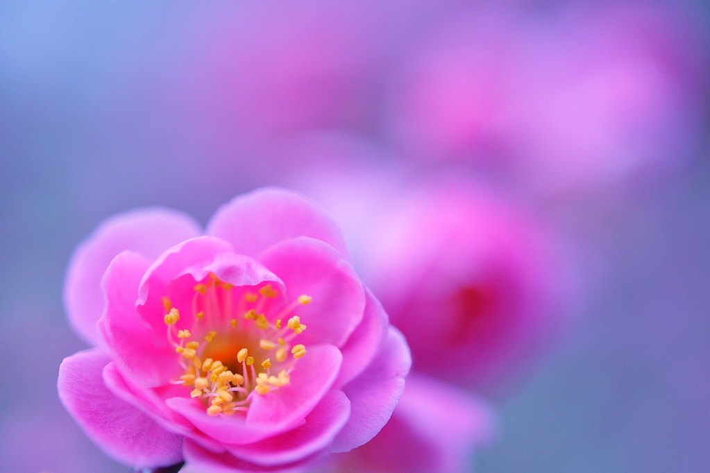 Dispel The Cold Air さくら / *Sakura* Flickr