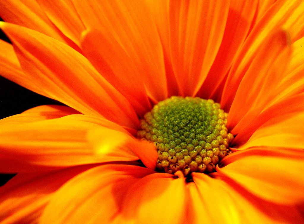 orange daisy flower an orange flower with green and yellow… Don