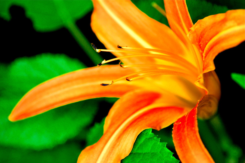 Tiger Lily Wild lilies, Ontario, Canada. Elicia Bolton Flickr