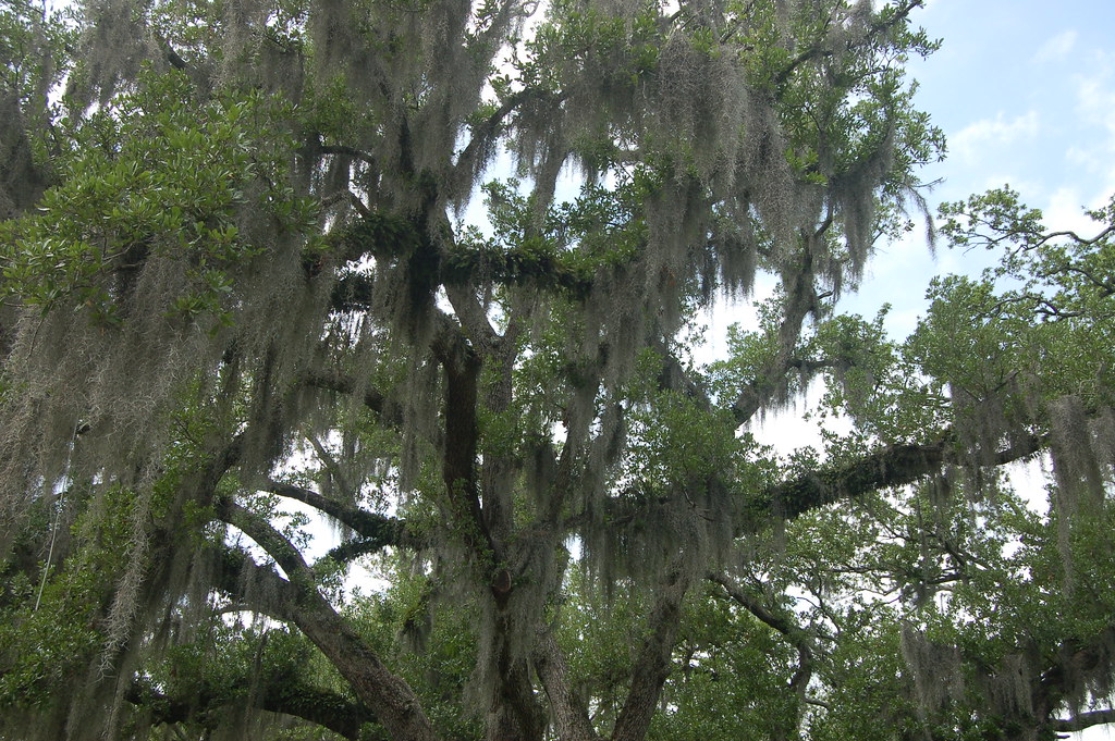 spanish moss in the oaks Fagacea Quercus virginiana Sout… Flickr