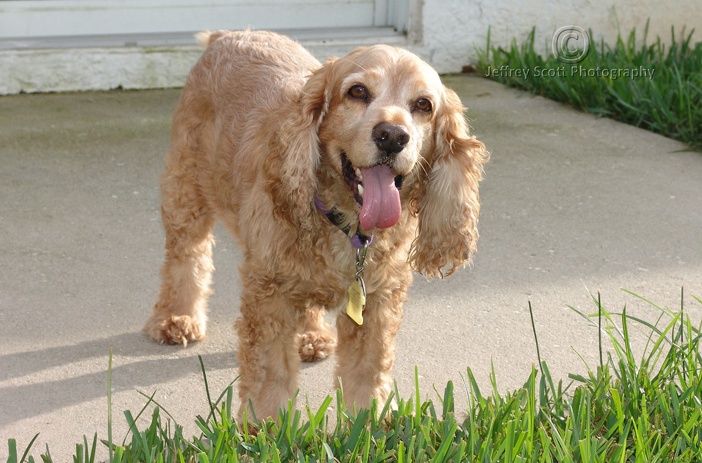 Happy Cocker Spaniel a photo on Flickriver