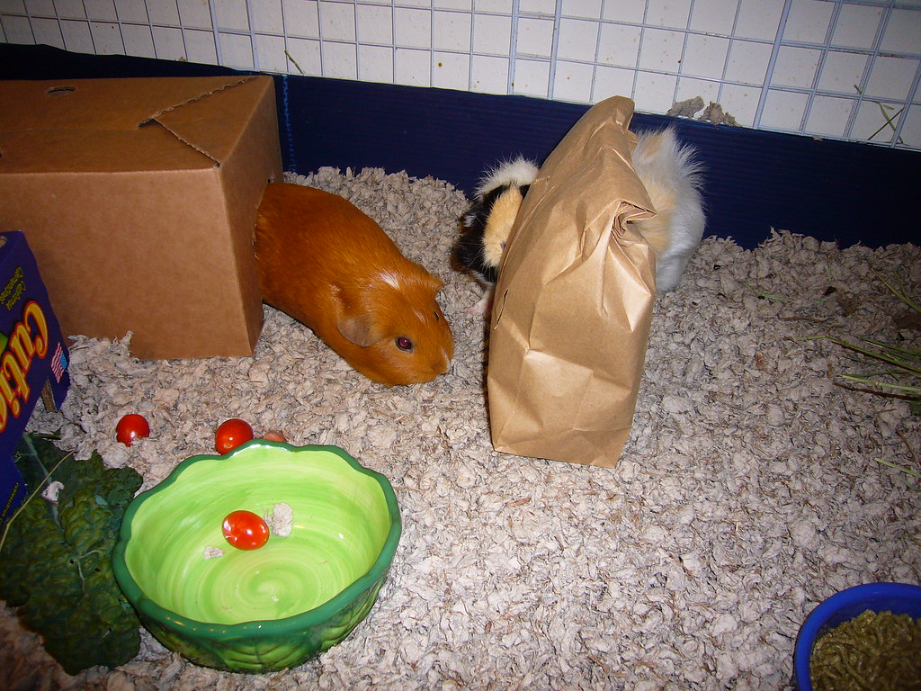 guinea pig christmas a & p explore a bag of holiday cheer kendra k