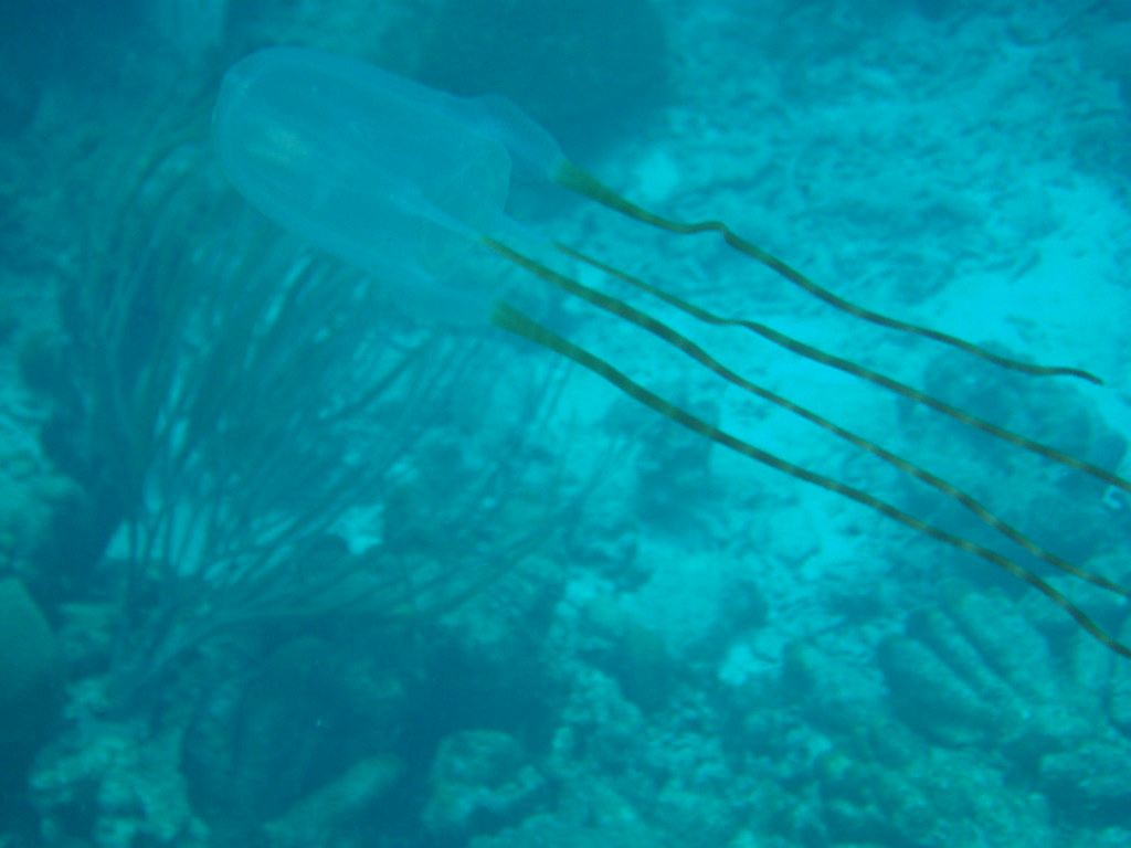 Box Jellyfish Also known as sea wasps, this is probably th… Flickr