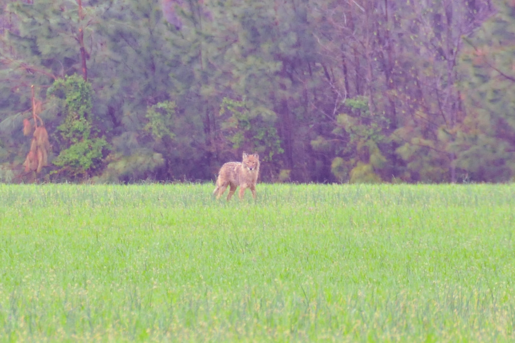 Elevation of Rockcliff Dr, Easton, MD, USA Topographic Map Altitude Map