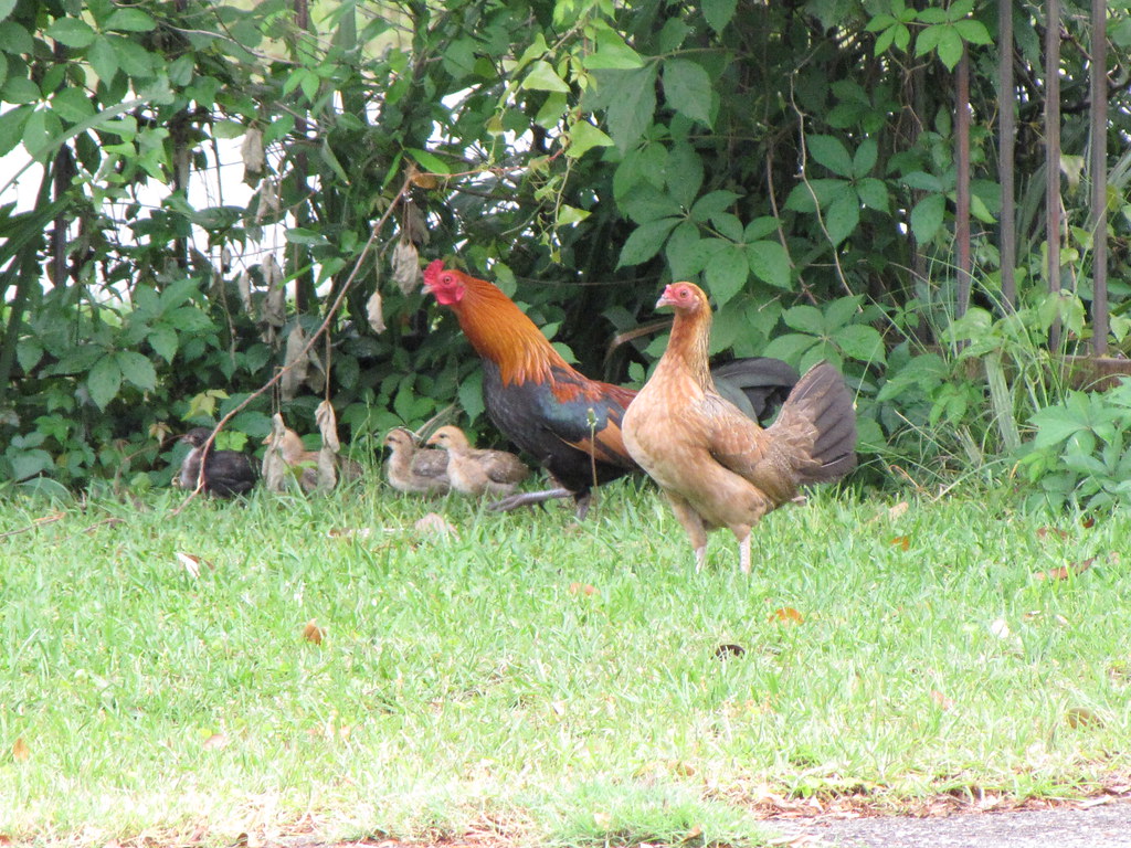 Wild Chickens I've been following the downtown chickens fo… Flickr