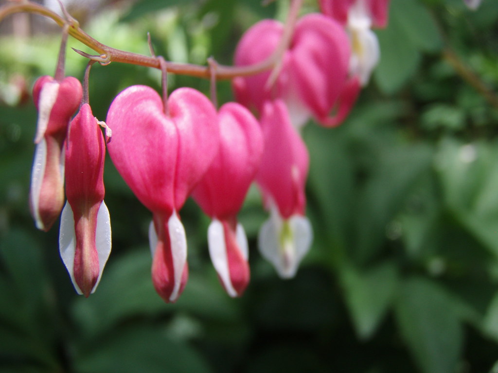 i wish i knew more flower names No one said I needed to kn… Flickr