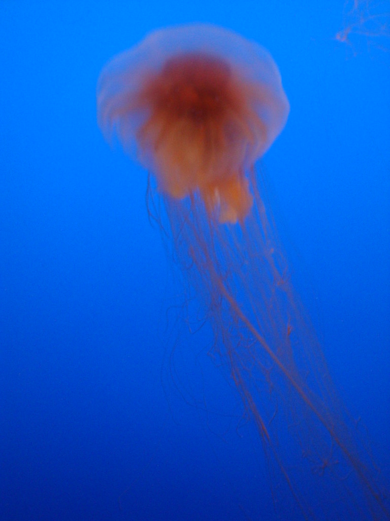 DSC24259" The Lion's Mane jellyfish" The Lion's Mane