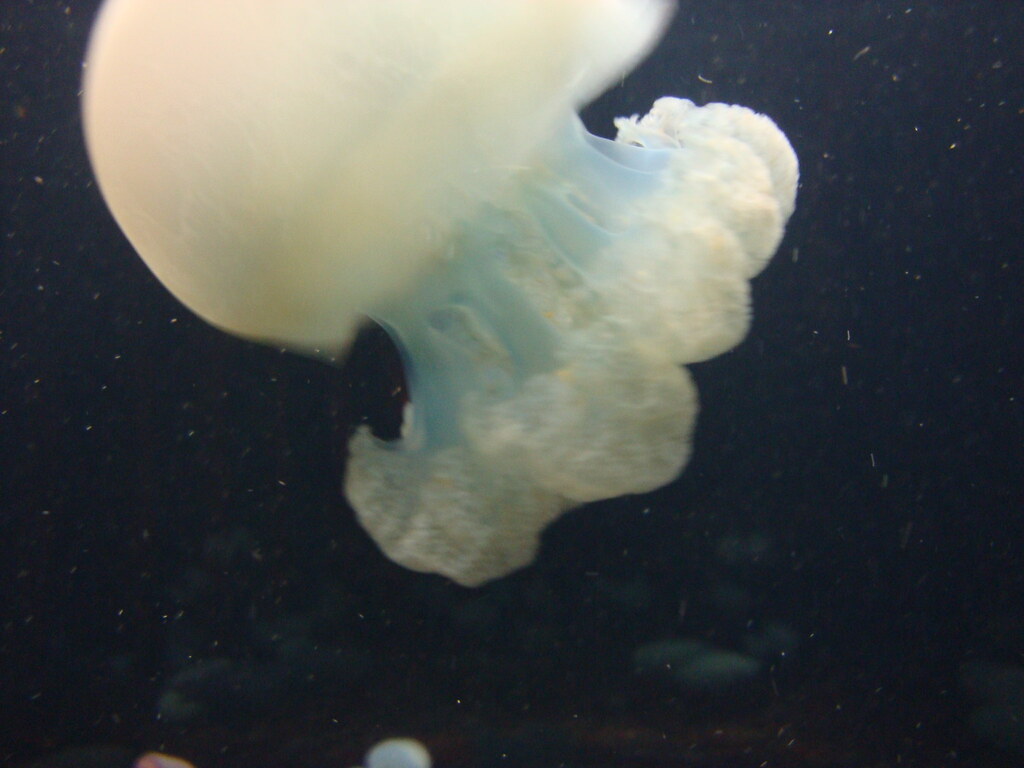 DSC24223The Cabbage Head or Cannonball Jellyfish The Cabb… Flickr