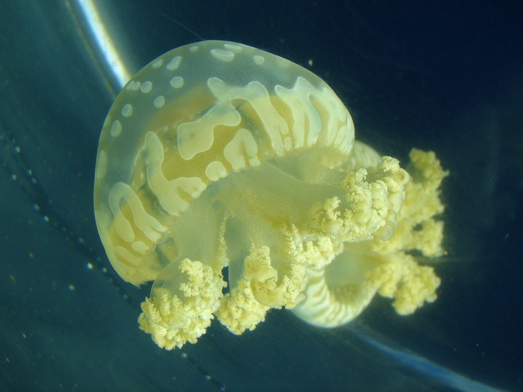 Yellow jelly Taken at Vancouver Aquarium, Vancouver, BC. Tjflex2