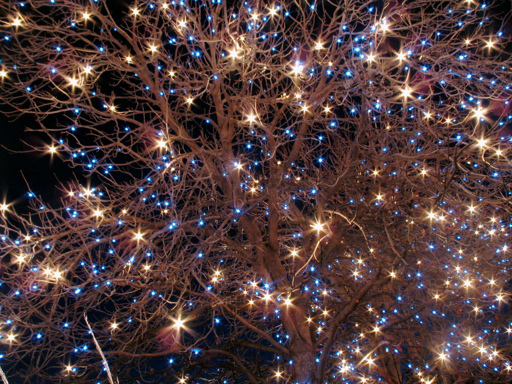 Christmas Blue & White Lights Denver Botanic Gardens.... _… Flickr