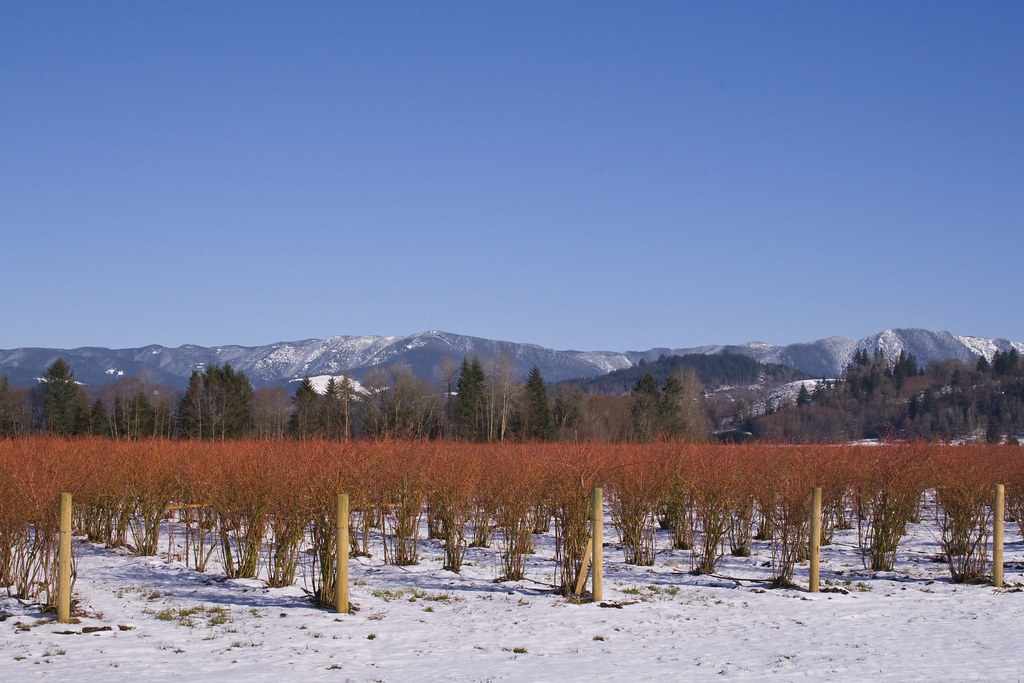 Blueberry Fields Forever This is in Mossyrock WA. I live a… Flickr