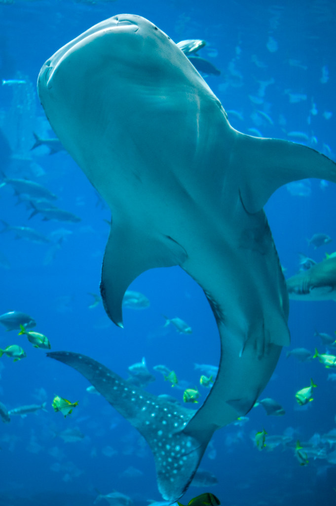 Awesome Whale Shark Aquarium Chris H Flickr