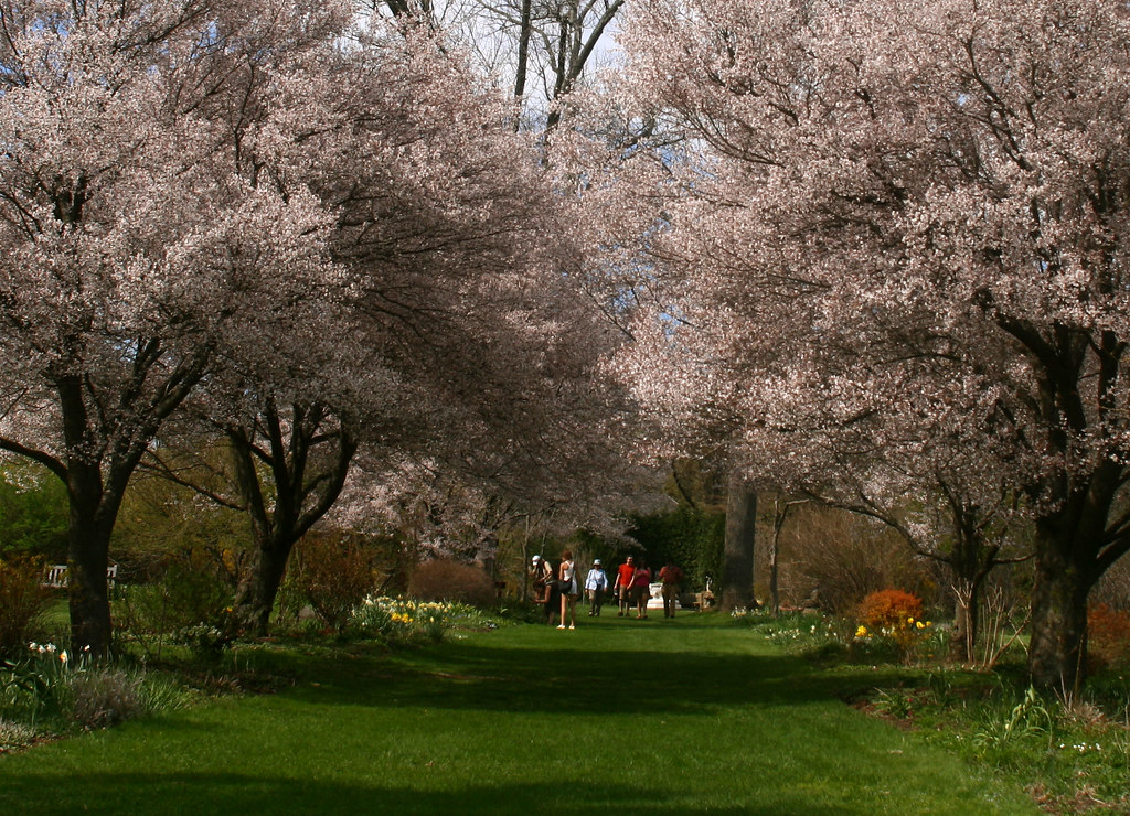 Closeup of flowering trees in Skylands, Ringwood, NJ Flickr