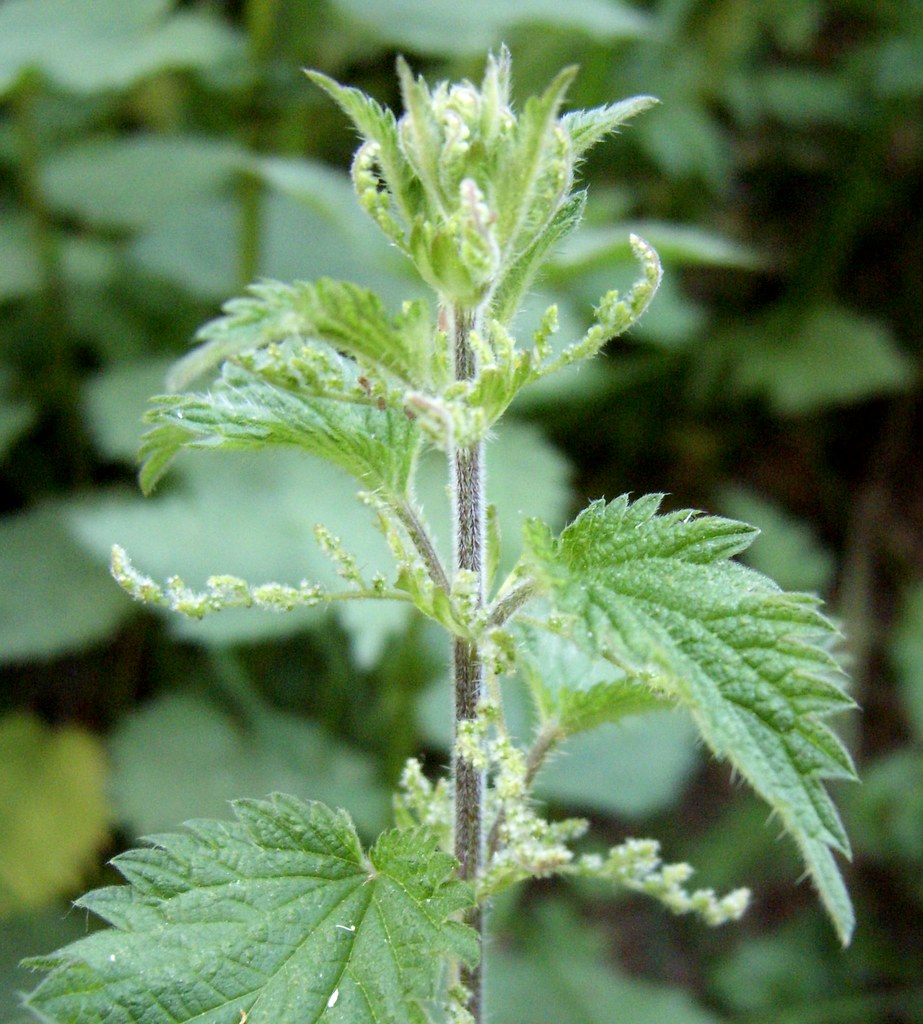 Nettle A nettle head snapped on the way home tonight. The … Flickr