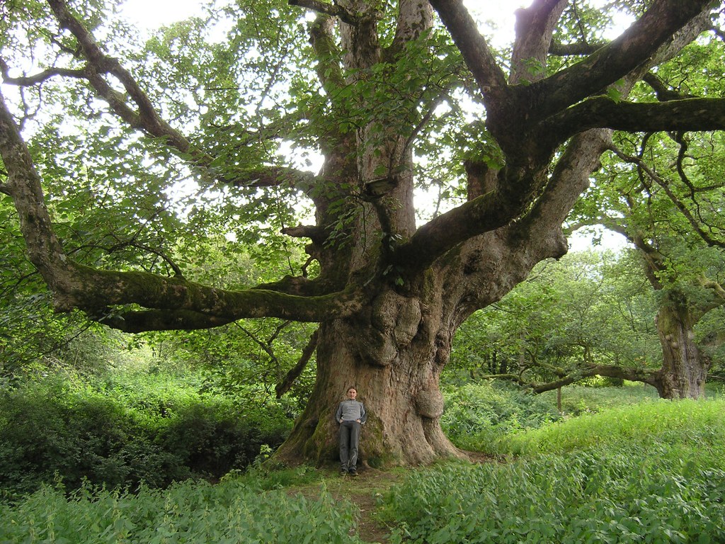 Giant Sycamore at Birnam Scotland Great part of the world,… Flickr