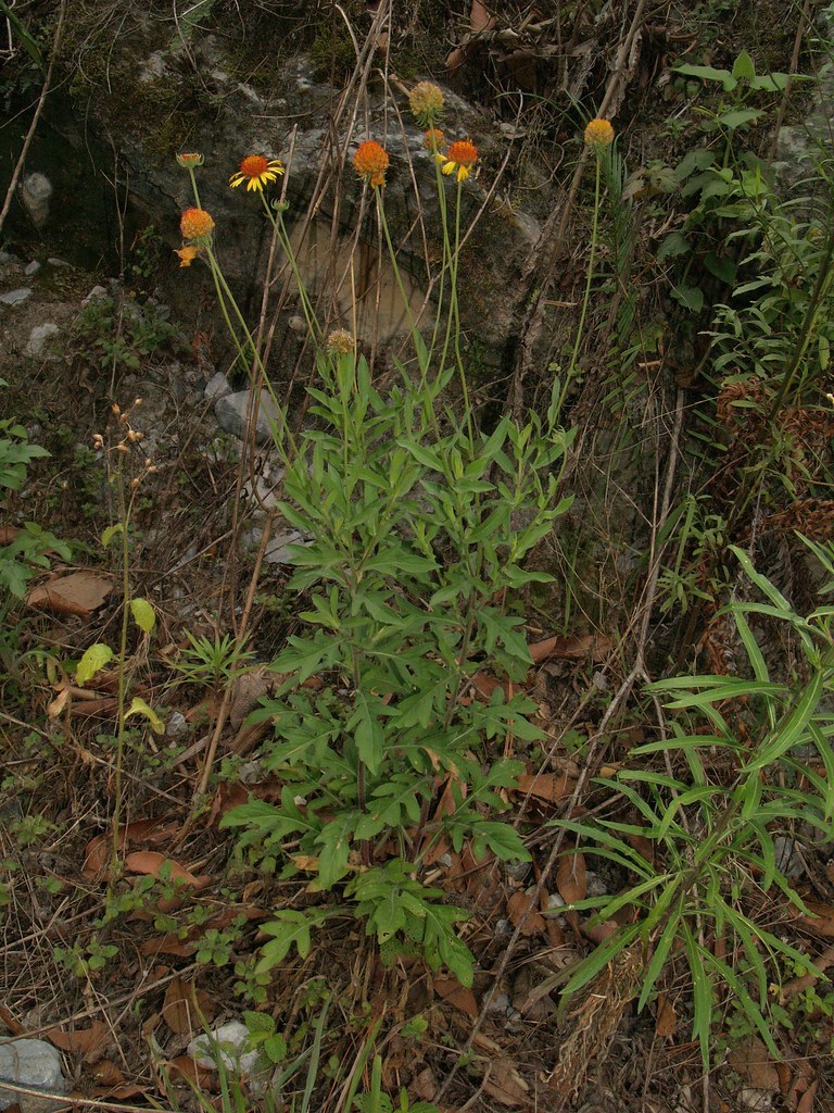 Gallardía mexicana / Mexican Blanket flower (Gaillardia me… Flickr