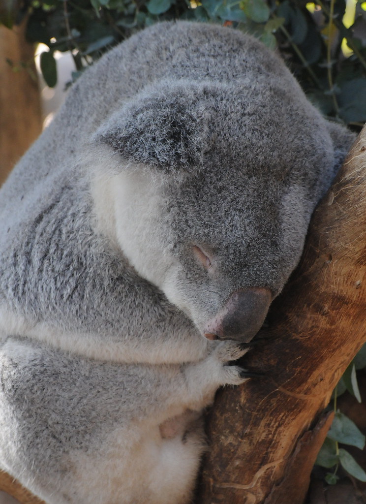 Koala Bear Sleeping at SD Zoo Bob Rohr Flickr