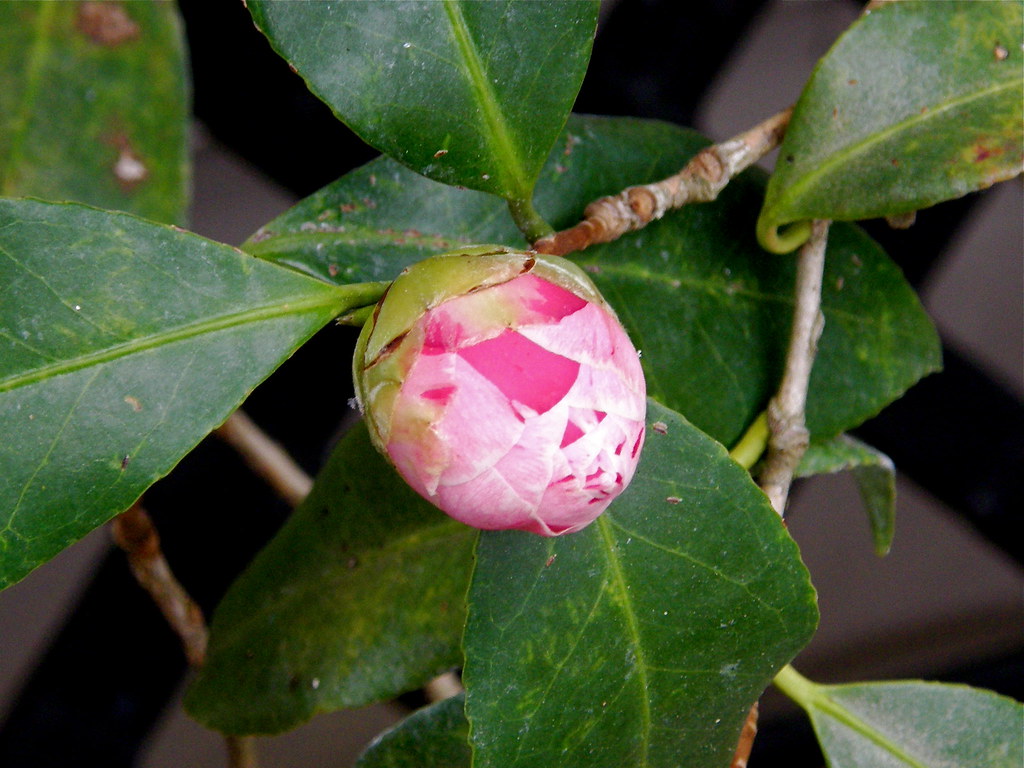 Camelia bud Susan Flickr