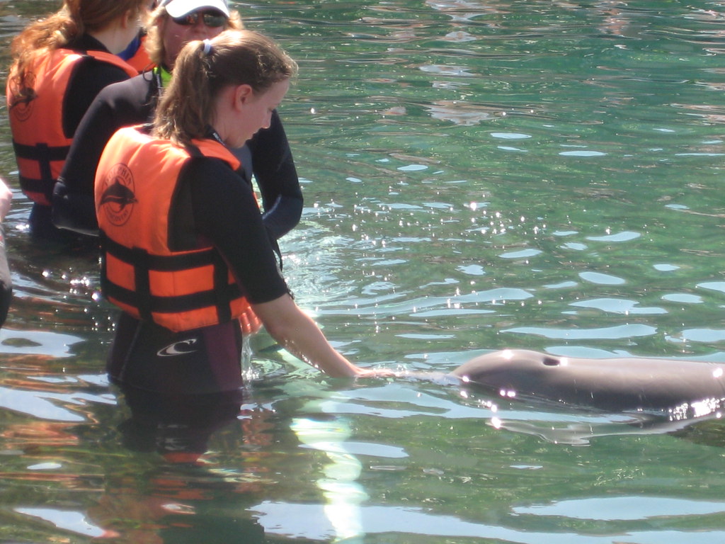dolphin training 2009 Feb ABC Dolphin Trainer Academy stud… Flickr