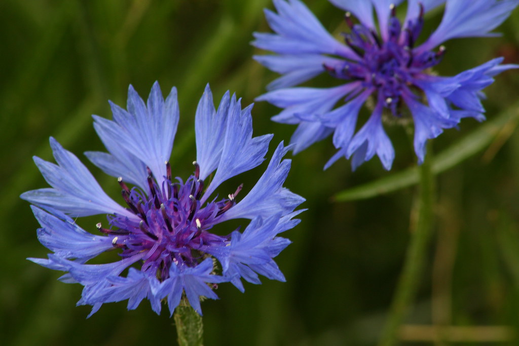 Blue Cornflower or Bachelor's Button This is cornflower th… Flickr