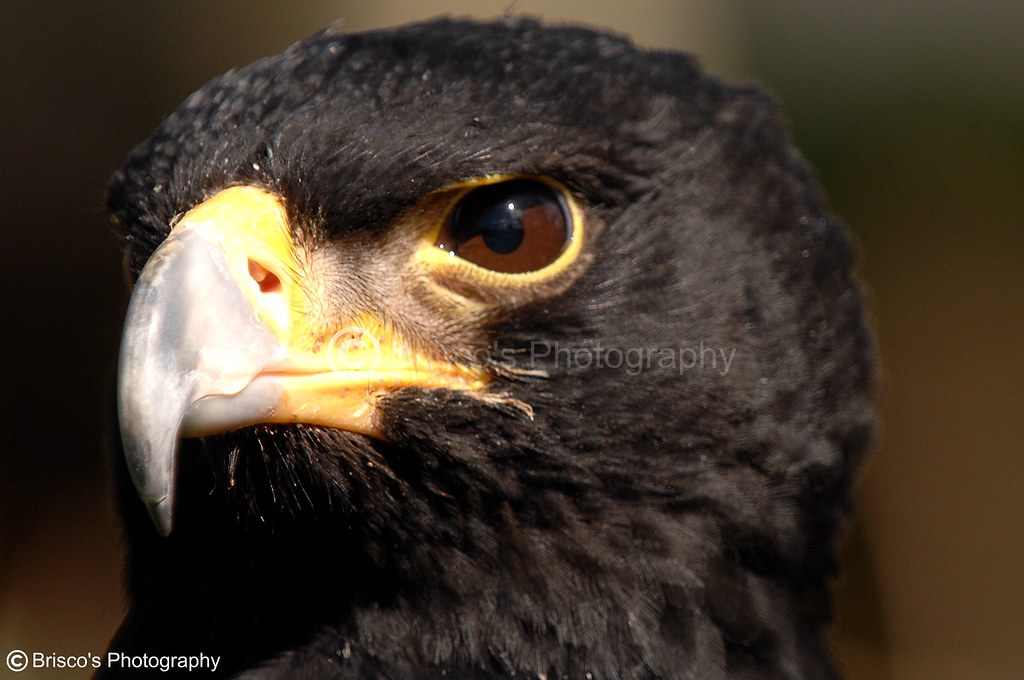 African Black Eagle The International Centre for Birds of … Flickr