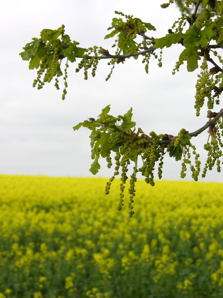 Oak Flowers With flowers of the Oak, With flowers of the B… Flickr