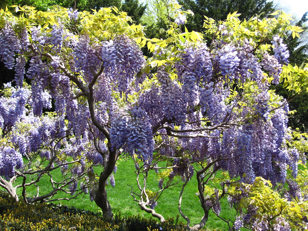 Wisteria Wisteria blooms along the steps to the Osborne Ga… Flickr