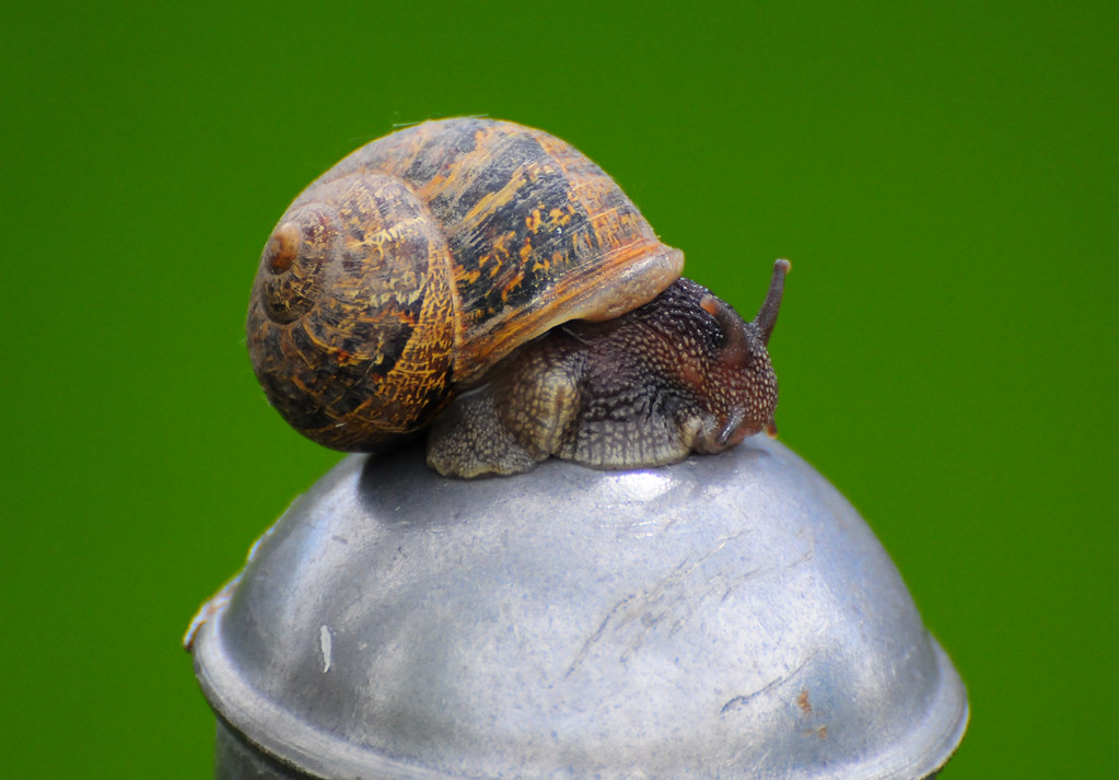A Snail Joke! A snail drives his car into a paint shop and… Flickr