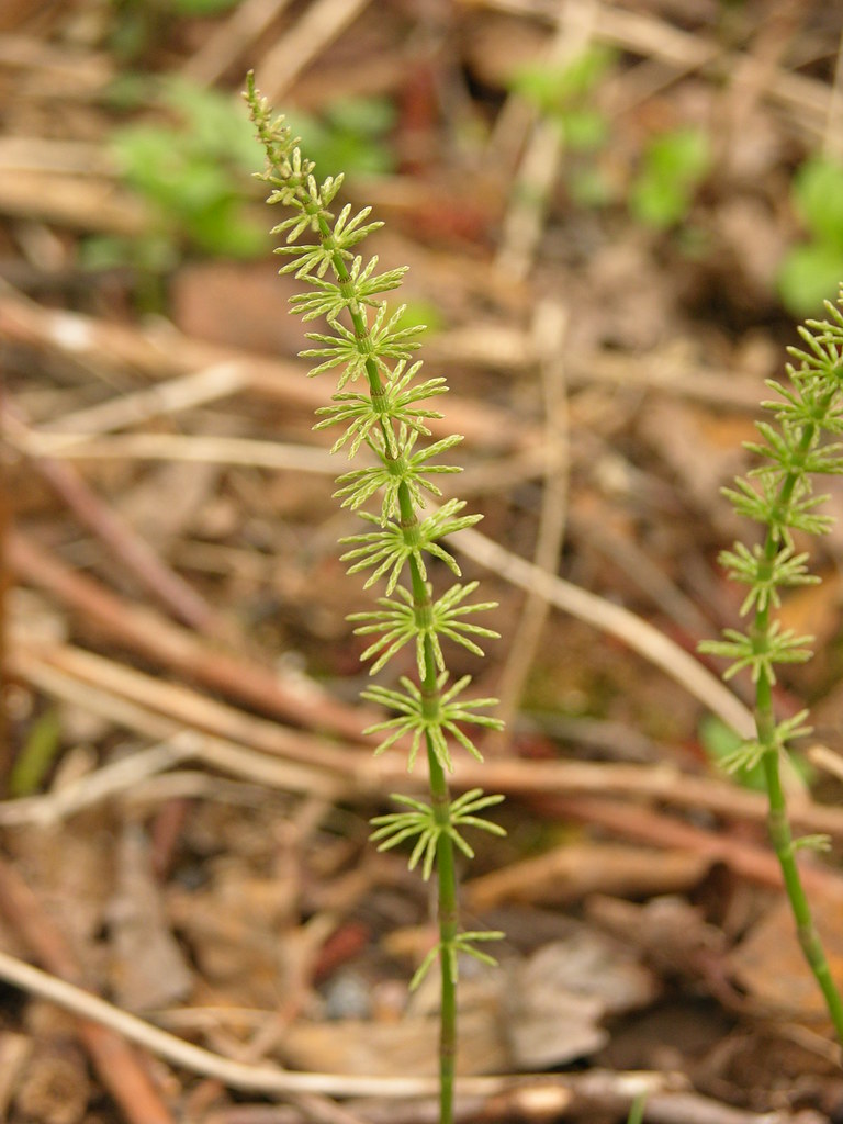 Lehtokorte Nimi Lehtokorte Tieteellinen nimi Equisetum p… Flickr