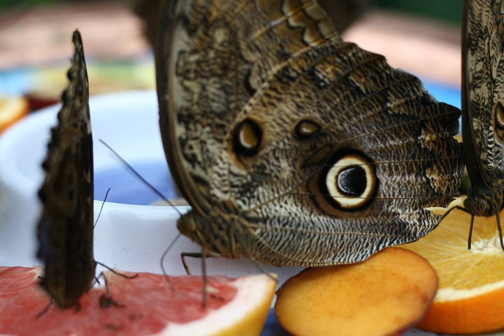 Butterflies at the Montréal Botanical Gardens Uploaded wit… Flickr