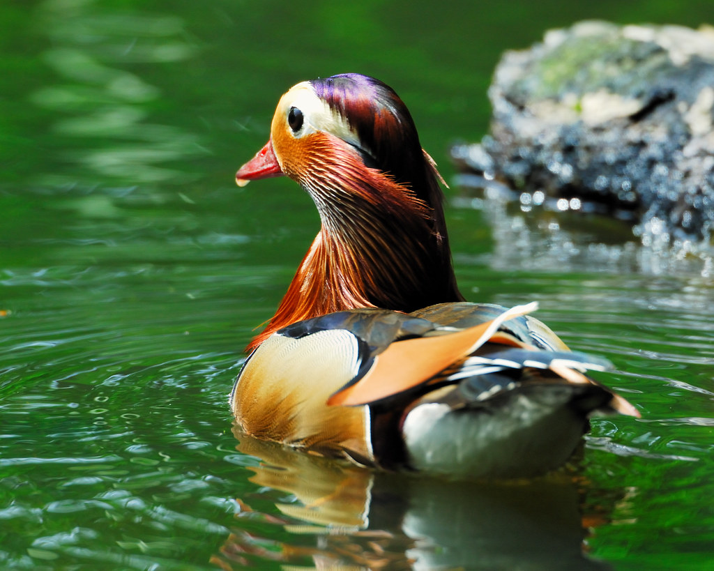 Mandarin dad Mandarin Duck and chicks at Connaught Water i… Flickr