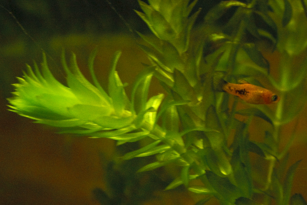 Baby Platy The resulting Baby Platy. All of these pictures… Flickr