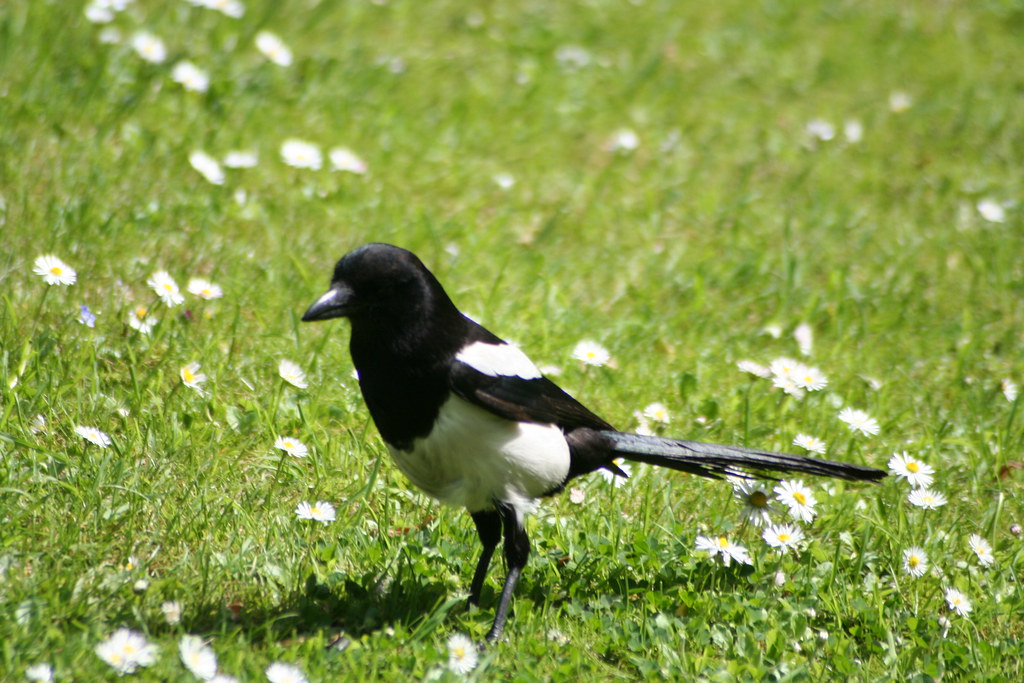 magpie There are many beliefs about what magpies symbolise… Flickr