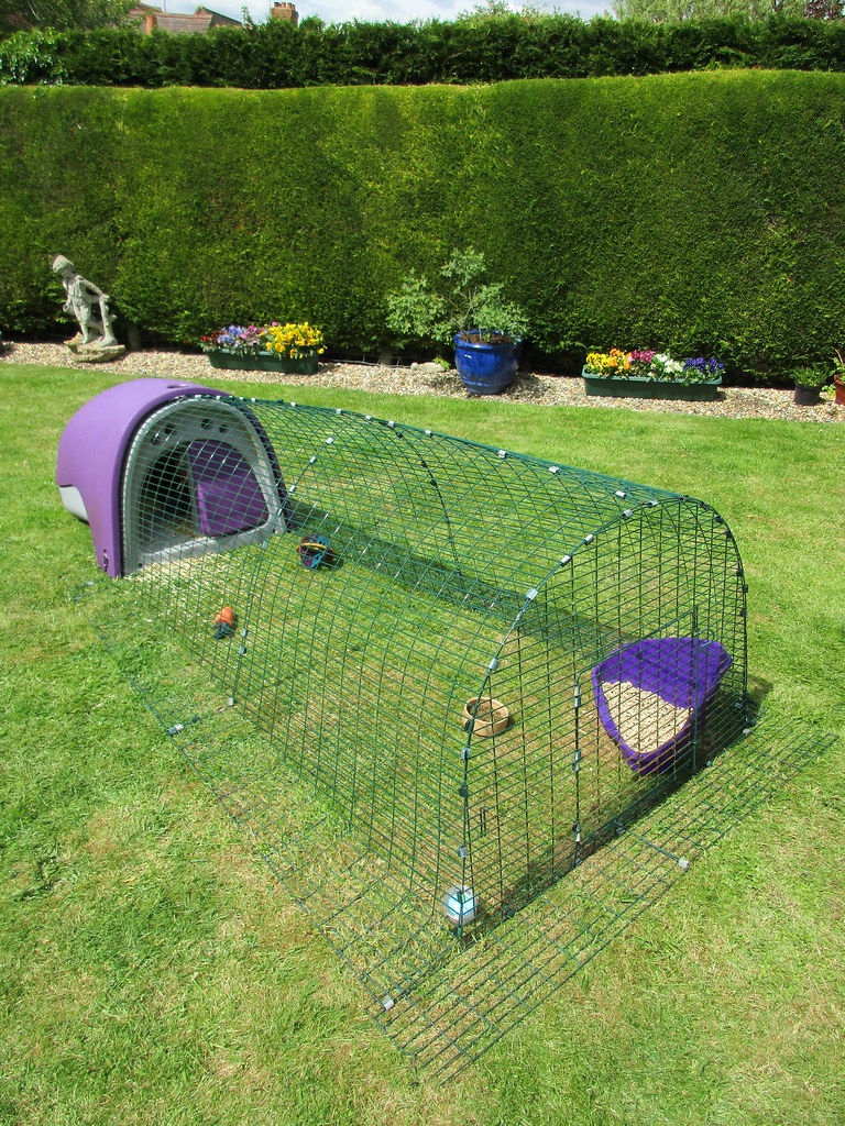 Eggloo Chicken Coop All About Chicken Coop