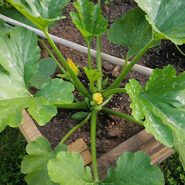 The male zucchini flowers are starting to open. S King Flickr