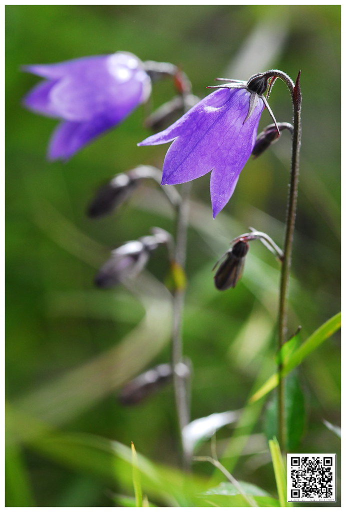 玉山沙蔘_0016s anson wu Flickr