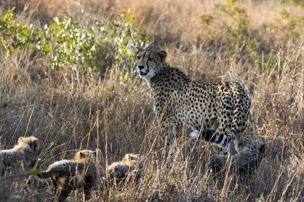 Cheetah Phinda is rightly famous for its cheetah. Aged bet… Flickr